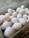 Large White Eggs individual